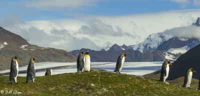 King Penguins, Fortuna Bay  15
