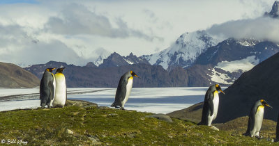 King Penguins, Fortuna Bay  14