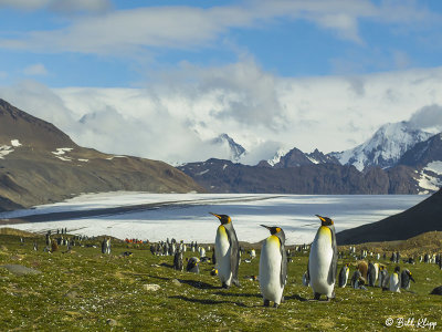 King Penguins, Fortuna Bay  13