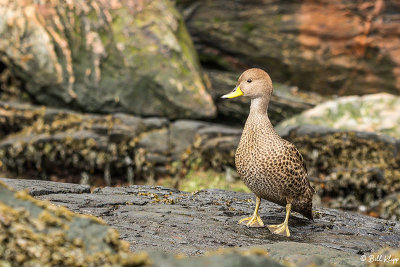 Pintail Duck, Godthul Harbour  2