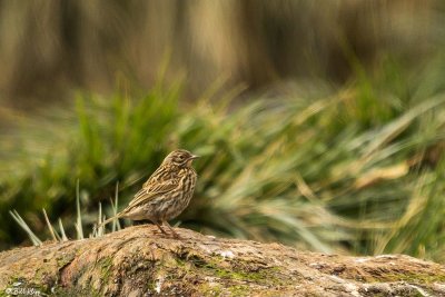 South Georgia Pipit, Godthul Harbour  2