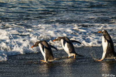 Gentoo Penguins, Gold Harbour  5