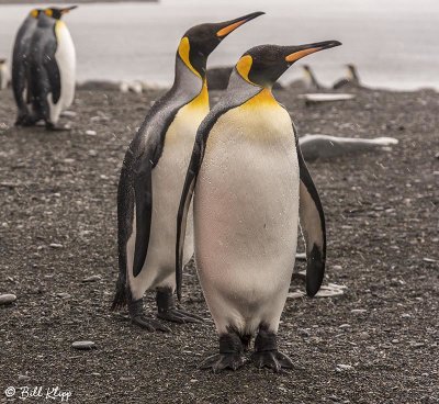King Penguins, Gold Harbour 21