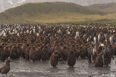 King Penguins, Gold Harbour 23