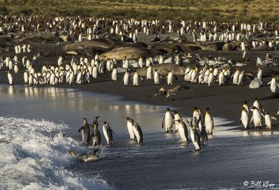 King Penguins, Gold Harbour 27