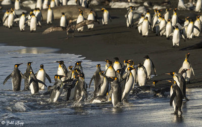 King Penguins, Gold Harbour 29