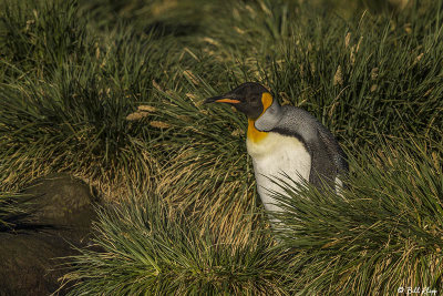 King Penguins, Gold Harbour 31