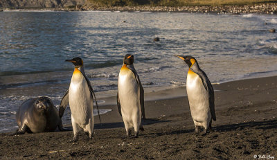 King Penguins, Gold Harbour 32