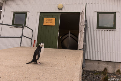 Chin Strap Penguin, Grytviken  1