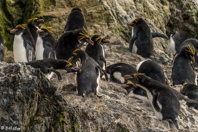 Macaroni Penguins, Hercules Bay  4