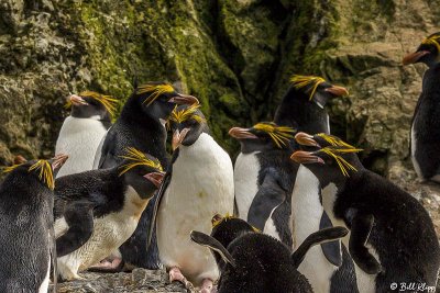 Macaroni Penguins, Hercules Bay  5