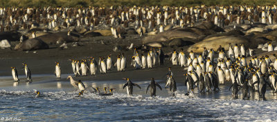 King Penguins, Gold Harbour 33