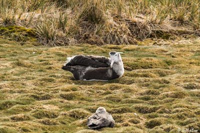 Wandering Albatross Chick, Prion Island  1