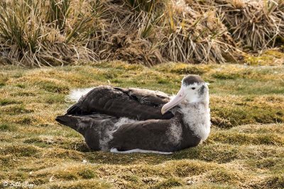 Wandering Albatross Chick, Prion Island  2