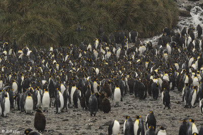 King Penguins, Right Whale Bay  7