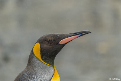 King Penguins, Right Whale Bay  8