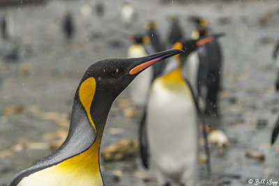 King Penguins, Right Whale Bay  11