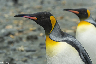King Penguins, Right Whale Bay  12