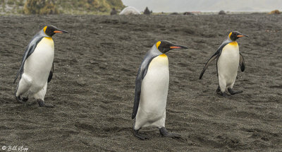 King Penguins, Right Whale Bay  13
