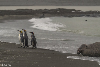 King Penguins, Right Whale Bay  14