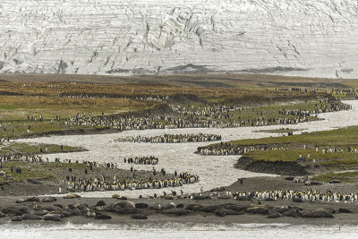King Penguins, St. Andrews Bay  10