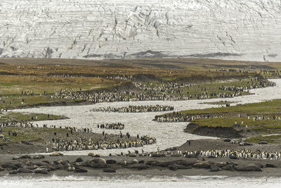 King Penguins, St. Andrews Bay 10