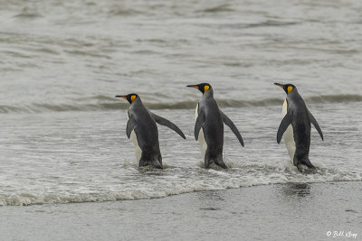 King Penguins, St. Andrews Bay  11