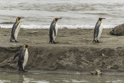 King Penguins, St. Andrews Bay  13