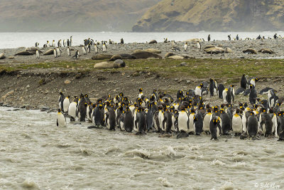 King Penguins, St. Andrews Bay  14