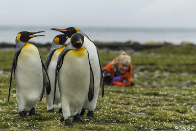 King Penguins, St. Andrews Bay  15