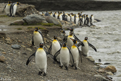 King Penguins, St. Andrews Bay  16