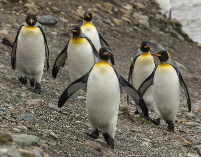 King Penguins, St. Andrews Bay  17