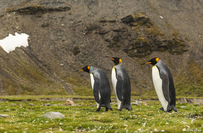 King Penguins, St. Andrews Bay  18