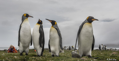 King Penguins, St. Andrews Bay  19