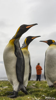 King Penguins, St. Andrews Bay  20