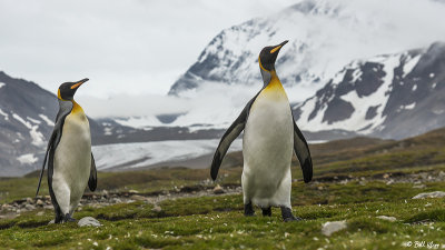King Penguins, St. Andrews Bay  21