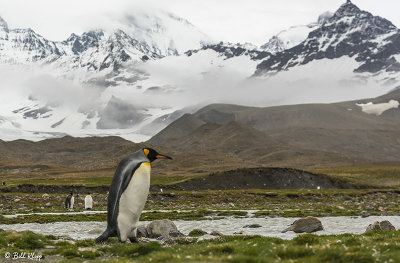 King Penguins, St. Andrews Bay  22