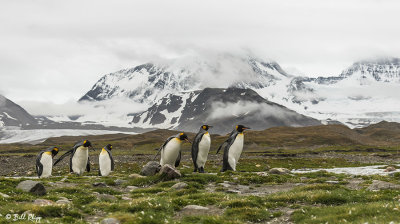 King Penguins, St. Andrews Bay  23