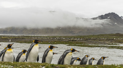 King Penguins, St. Andrews Bay  24