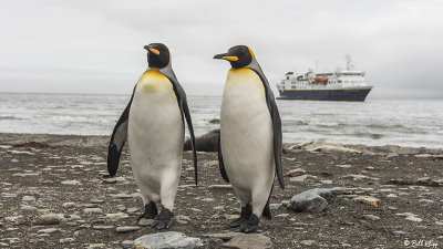 King Penguins, St. Andrews Bay  25