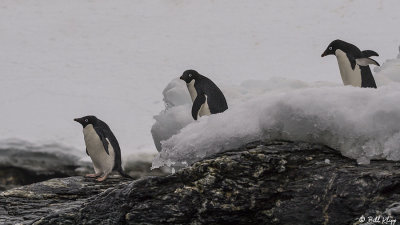 Adelie Penguins, Sandefjord Bay  3