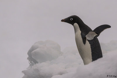 Adelie Penguins, Sandefjord Bay  5