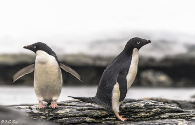 Adelie Penguins, Sandefjord Bay  6