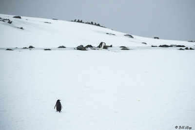 Adelie Penguins, Sandefjord Bay  11