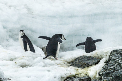 Chin Strap Penguins, Sandefjord Bay  5