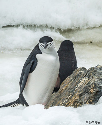 Chin Strap Penguins, Sandefjord Bay  4