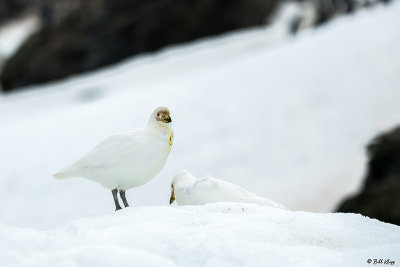 Snowy Sheathbill, Sandefjord Bay  1