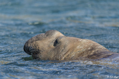 Elephant Seal, Copper Bay  2