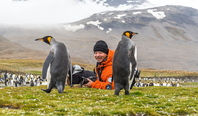 King Penguins, St. Andrews Bay  26