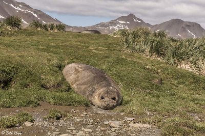 Elephant Seal, Fortuna Bay  3